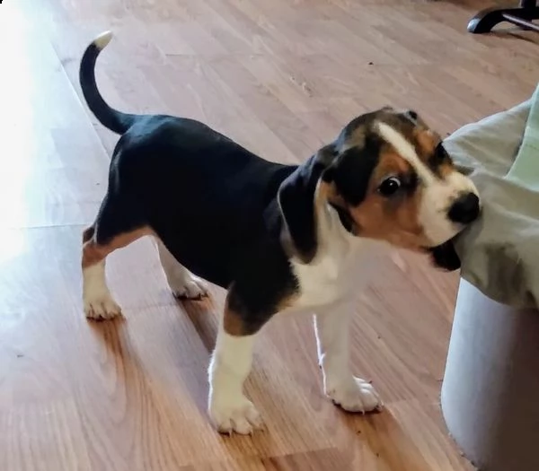 vendita cucciolo beagle cuccioli (pedigree/allevamento)