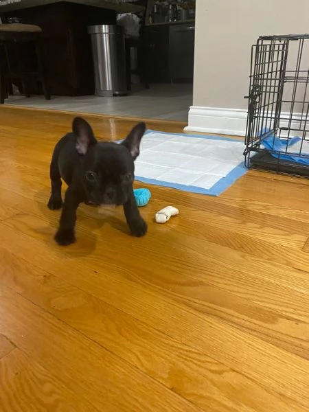 (vendita kucciolotti di bouledogue francese...blu)