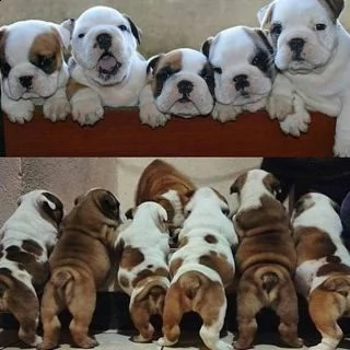 adorabili cuccioli di bulldog francesi per l'adozione