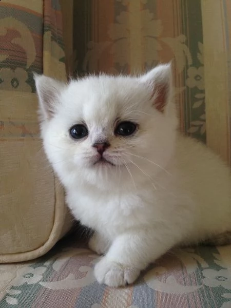 gattino abbastanza british shorthair in vendita