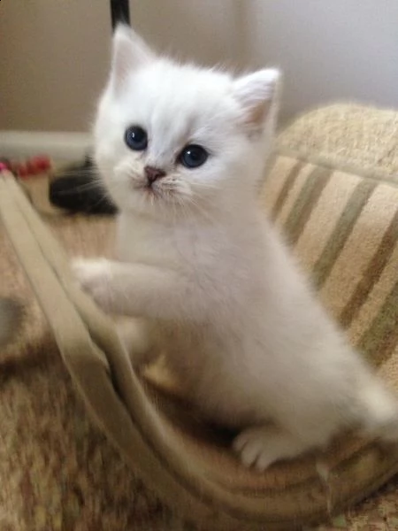 adorabile gattino british shorthair in adozione.