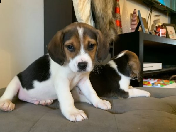 vendita cucciolo beagle cuccioli (pedigree/allevamento)