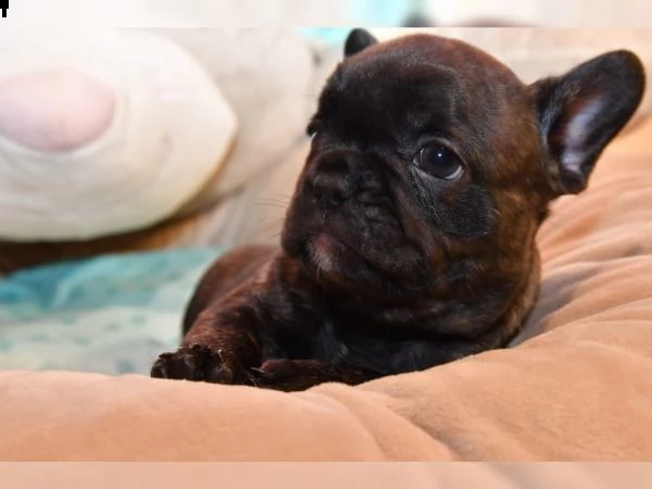   cuccioli di bulldog francese crema, tigrato e tigrato nero
