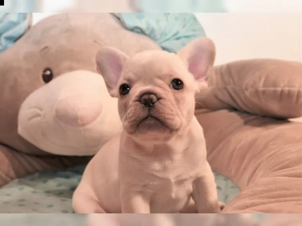   cuccioli di bulldog francese crema, tigrato e tigrato nero | Foto 0
