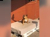 bulldog francese