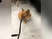 bulldog francese | Foto 0