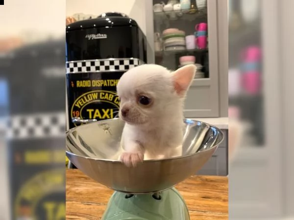 chihuahua