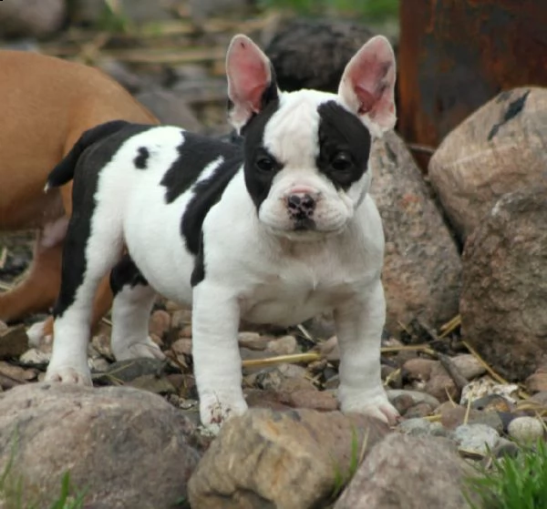 adorabile cagna bully
