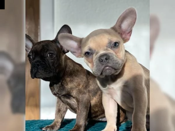  cuccioli di bulldog francese