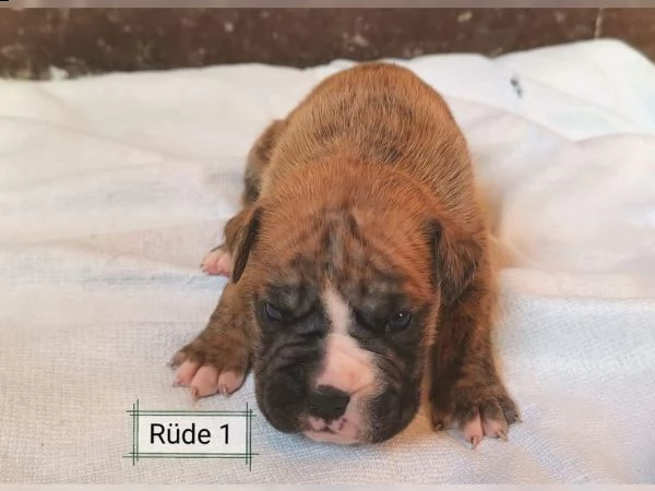 pugile | Foto 0