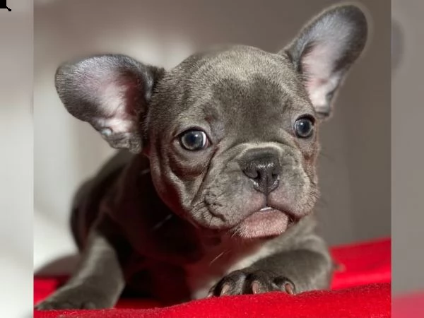  cuccioli di bulldog francese blue merle, linea blu, colori speciali | Foto 0