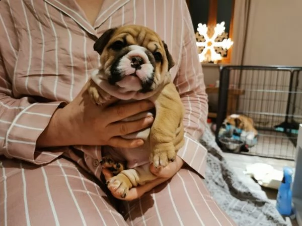 meravigliosi cuccioli di bulldog inglese