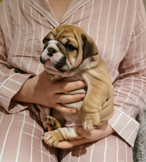 meravigliosi cuccioli di bulldog inglese | Foto 1