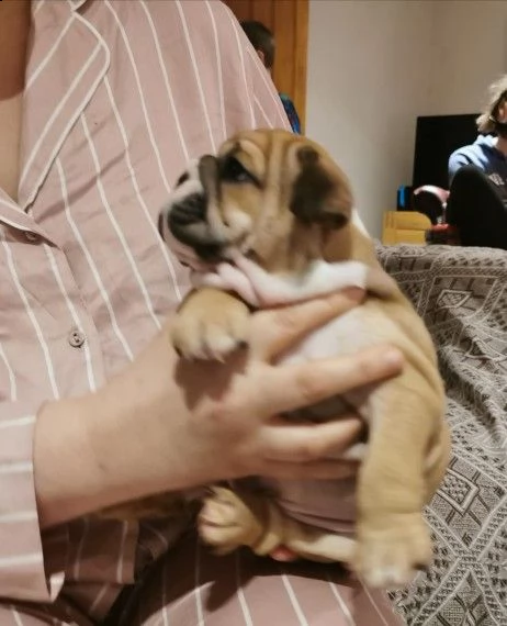 meravigliosi cuccioli di bulldog inglese | Foto 0