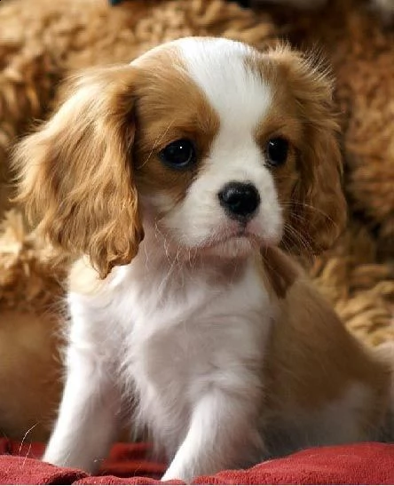 vendita cucciolo cuccioli di cavalier king