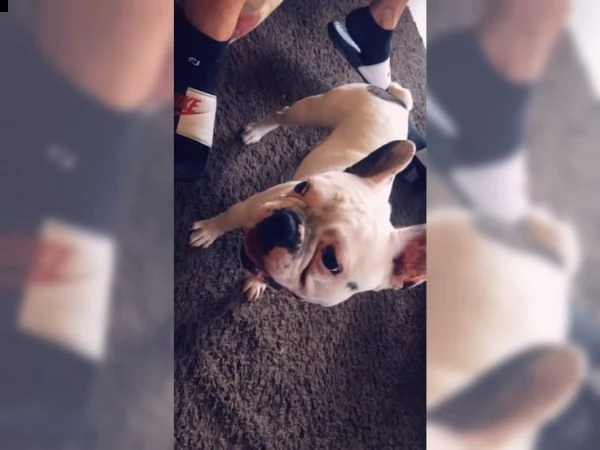 splendidi cuccioli di bulldog francese