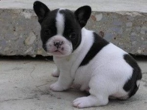 cucciolata sbalorditiva di splendidi cuccioli di bulldog francese akc reg
