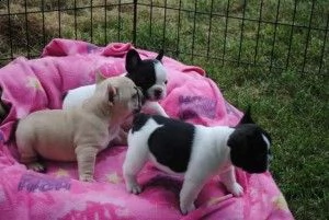 cuccioli di bulldog francese carino e adorabile per l'adozione