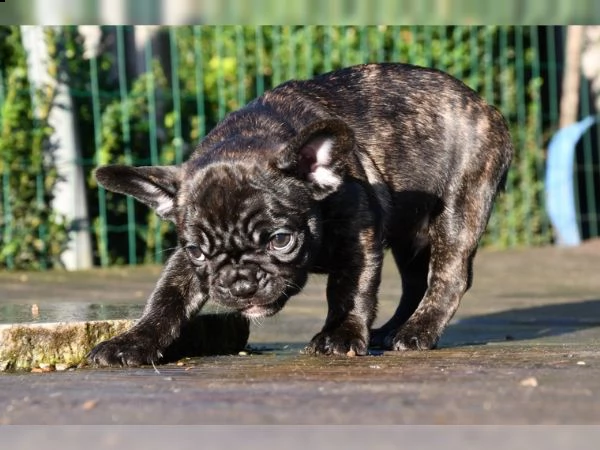  cuccioli di bulldog francese in crema, tigrato!