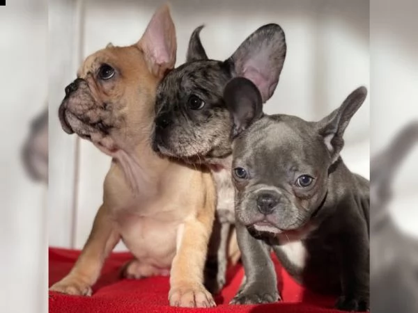  cucciolo di bulldog francese