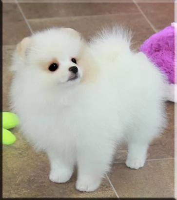 due cuccioli di pomerania toy