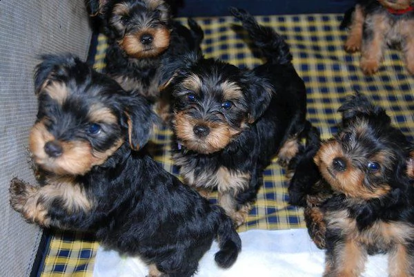 yorkshire terrier in miniatura