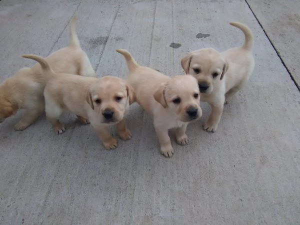 cuccioli di labrador.