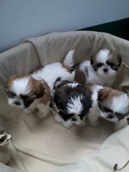cuccioli di orsacchiotto (shihpoo)