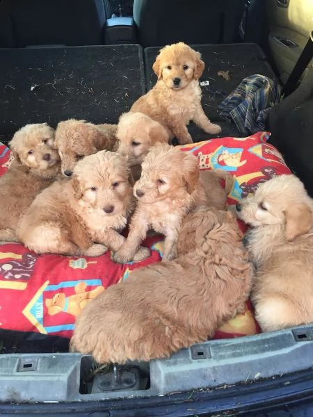 petite labradoodles