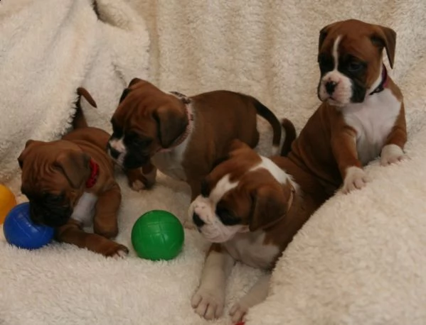 cuccioli di boxer di razza pura