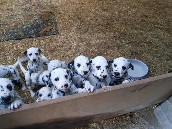  maschi e femmine dalmata