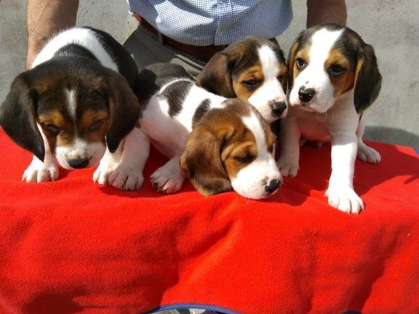 bellissimi cuccioli di beagle,