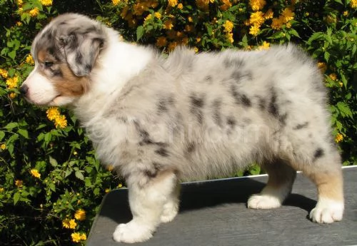 (vendita splendida cucciola di pastore australiano)