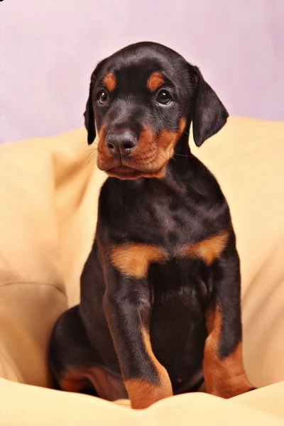(vendita cucciolo cuccioli di dobermann)