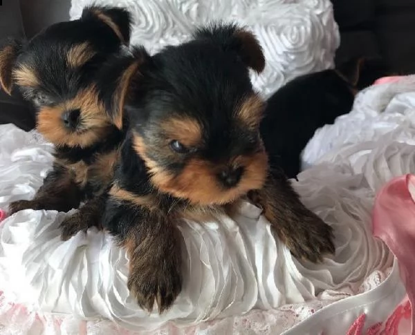 (vendita cucciolo yorkshire cuccioli mini toy)