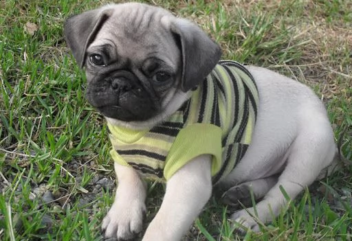 ((((accoppiamento carlino fulvo/nero con pedigree per accoppiamento))