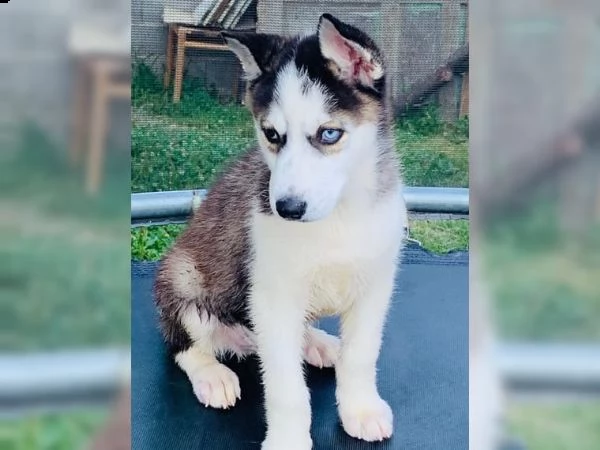 cuccioli puri del husky siberiano occhi azzurri.