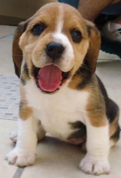 vendita bella e sani cuccioli di beagle per adozione (gratis)