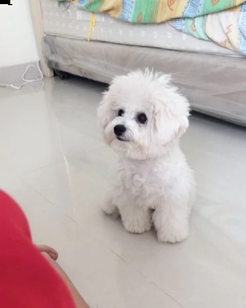 bichon frise