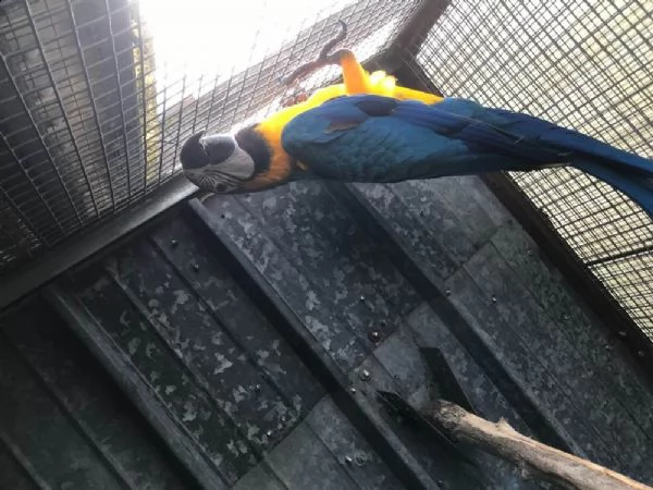 pappagalli ara ararauna offro | Foto 1