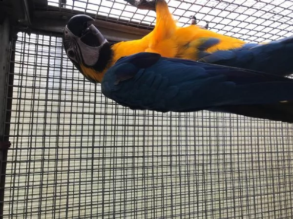 pappagalli ara ararauna offro | Foto 0