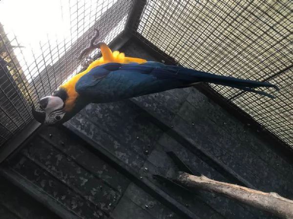 pappagalli ara ararauna offro