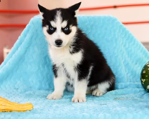 splendidi cuccioli di syberian husky | Foto 4