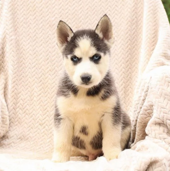splendidi cuccioli di syberian husky | Foto 3