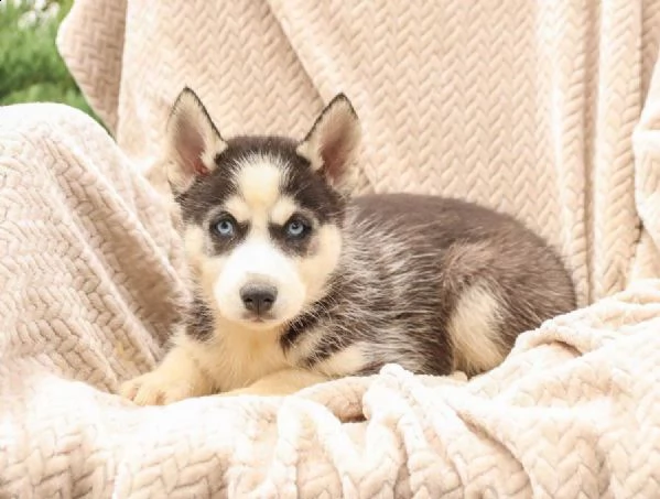 splendidi cuccioli di syberian husky | Foto 2