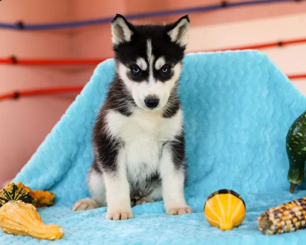 splendidi cuccioli di syberian husky | Foto 1