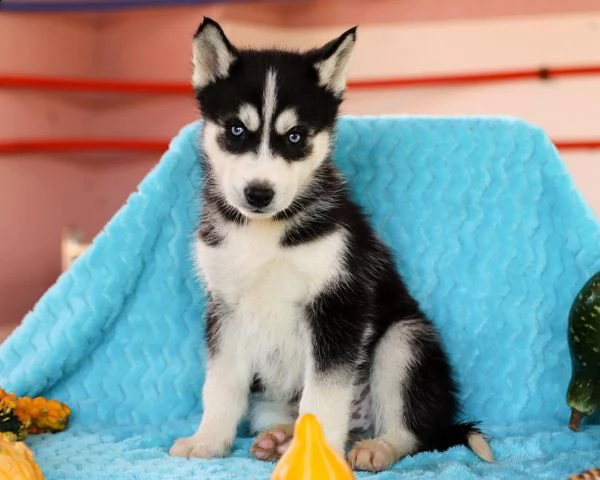 splendidi cuccioli di syberian husky