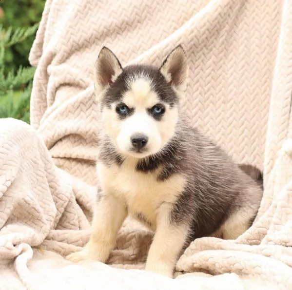 splendidi cuccioli di syberian husky | Foto 0