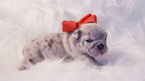 offro in regalo cuccioli bulldog inglese  | Foto 0