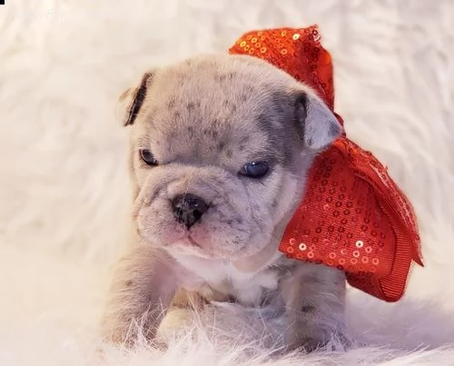 cuccioli di bulldog inglese per natale